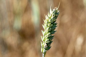 Epi dans un champ de blé sur Animaflora PicsStock