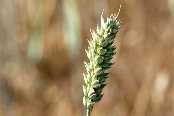 Oor in het tarweveld van Animaflora PicsStock