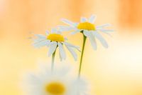 Bloemen van kamille