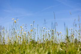 Bloemenweide onder blauwe lucht van Luuk Kuijpers