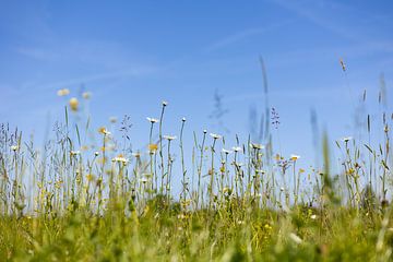 Blumenwiese unter blauem Himmel von Luuk Kuijpers