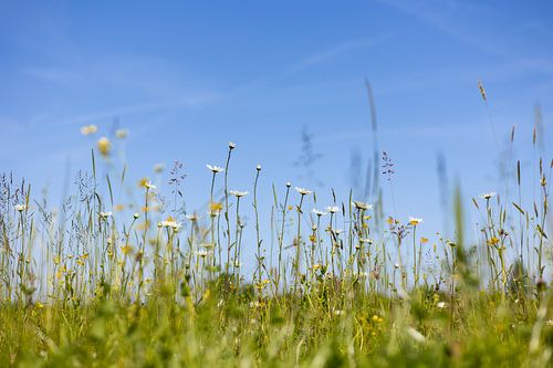Blumenwiese unter blauem Himmel
