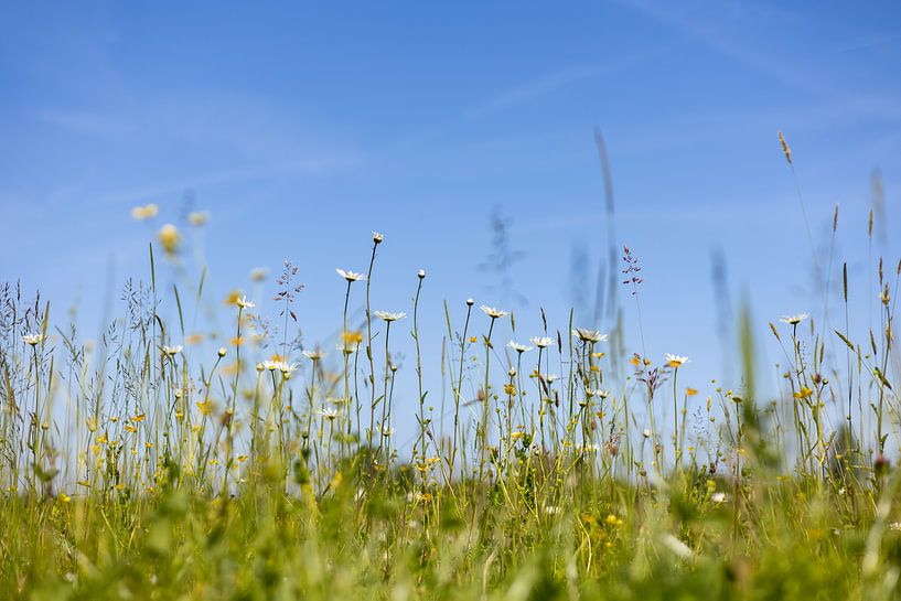 Prairie fleurie sous un ciel bleu par Luuk Kuijpers