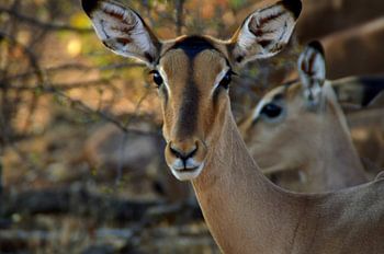 Close up van afrikaanse impala 