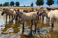 Konikpaarden staand in het water. van Brian Morgan thumbnail