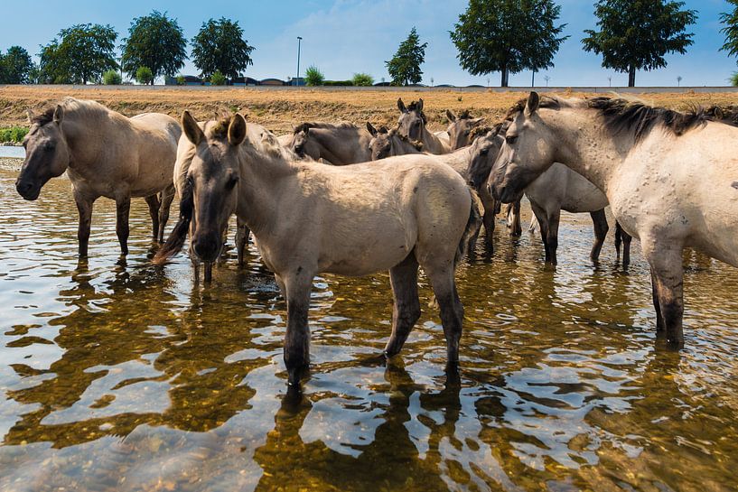 Konikpaarden staand in het water. van Brian Morgan