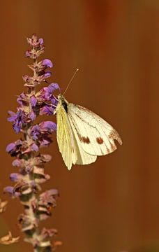 Vlinder op lavendeltak van Marco Weening