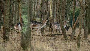 Deer sur Dirk van Egmond