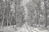 Birkenallee im Wald von Epese in den Niederlanden