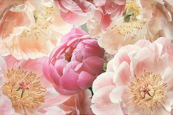 Gelbe und rosa Pfingstrosen