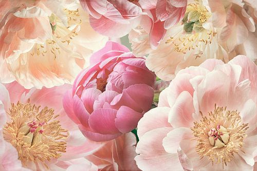 Yellow and Pink Peonies