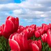 Tulpen van Hans Albers