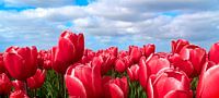 Tulips by Hans Albers thumbnail