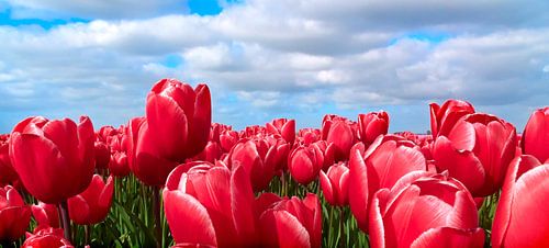 Tulips by Hans Albers