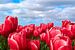 Tulpen van Hans Albers