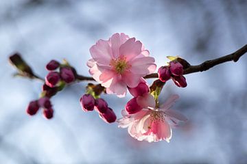 Kirschblüten im Gegenlicht