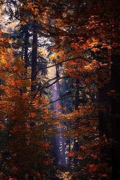 sunbeam through the foliage