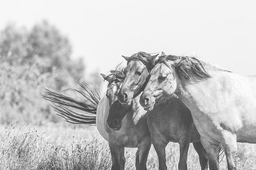 Three konik friends together