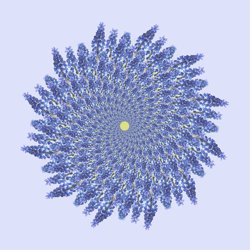 spiraal van blauwe druifjes