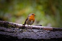 robin in the middle of the woods
