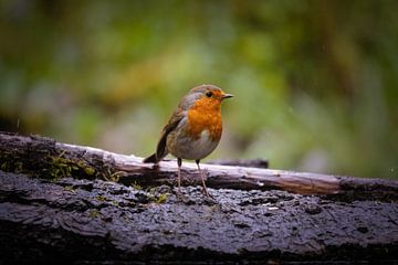 robin in the middle of the woods by Boudewijn Vermeulen