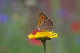 Close-up of the colourful butterfly on yellow blossom by cuhle-fotos