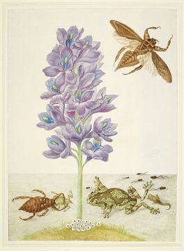 Waterhyacint met gemarmerde of geaderde boomkikkers en reuzenwantsen, Maria Sibylla Merian