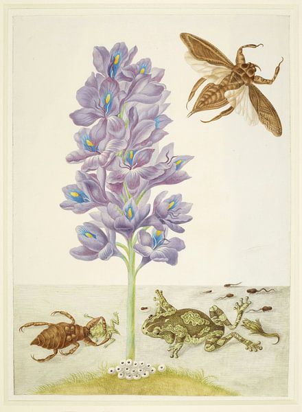 Water Hyacinth with Marbled or Veined Tree-Frogs and Giant Water-Bugs, Maria Sibylla Merian by Masterful Masters