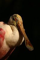 Roseate Spoonbill Portrait - Rosalöffler Portrait