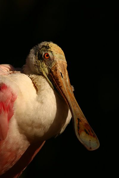 Roseate Spoonbill Portrait - Rosalöffler Portrait van Christiane Schulze