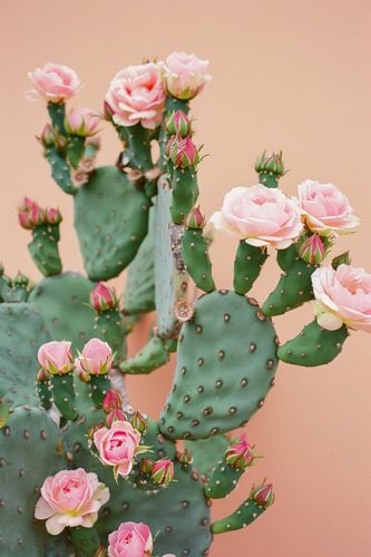 Bloeiende cactus met rozenblaadjes