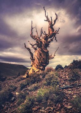 Stürmischer Bristlecone von Loris Photography