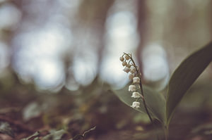 Blumen Teil 127