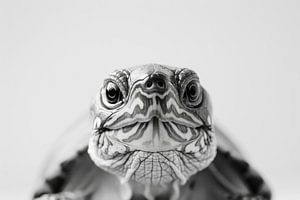 Schildkröte