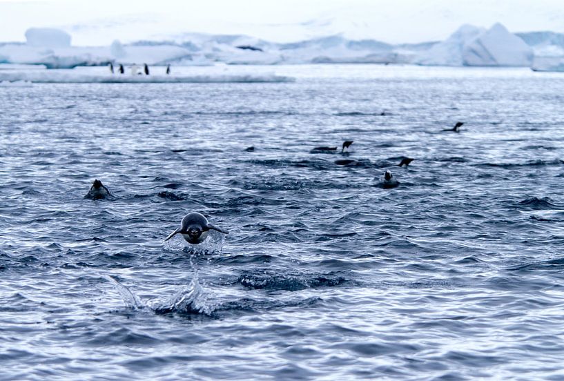 Flying Penguin by Angelika Stern
