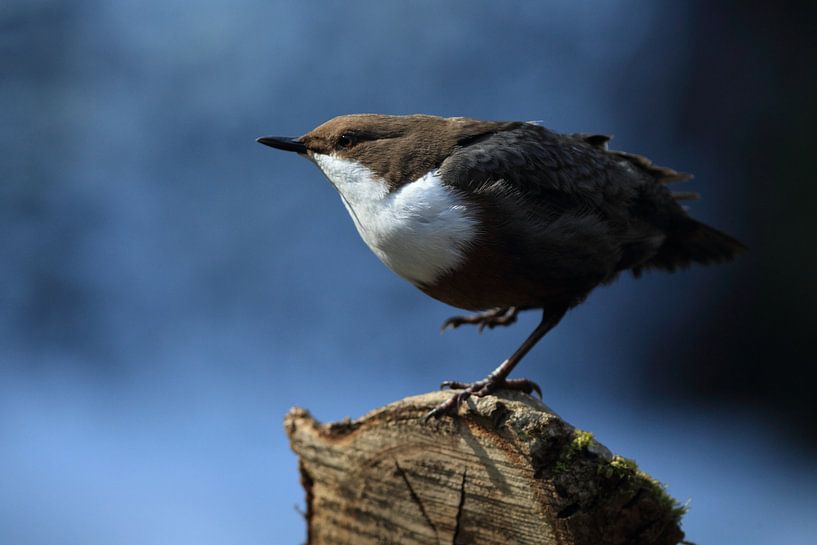 Dipper Allemagne par Frank Fichtmüller