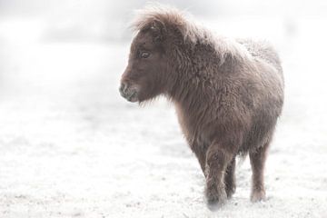 Shetlandveulen ( paard) in de sneeuw van Jitske Cuperus-Walstra