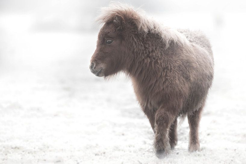 Shetlandveulen ( paard) in de sneeuw van Jitske Cuperus-Walstra