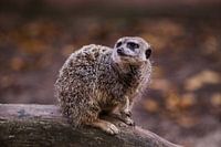 Meerkat
