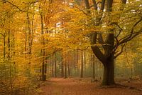 Herfstbos