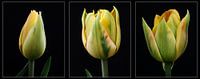 Tulpen - een drieluik