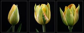 Tulpen - een drieluik von Aart Disselen