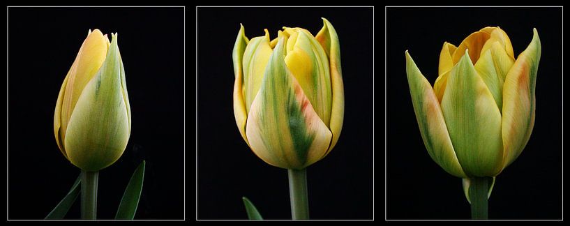 Tulpen - een drieluik by Aart Disselen
