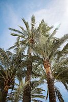 Palm trees beach Spain