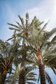Palmen Strand Spanien