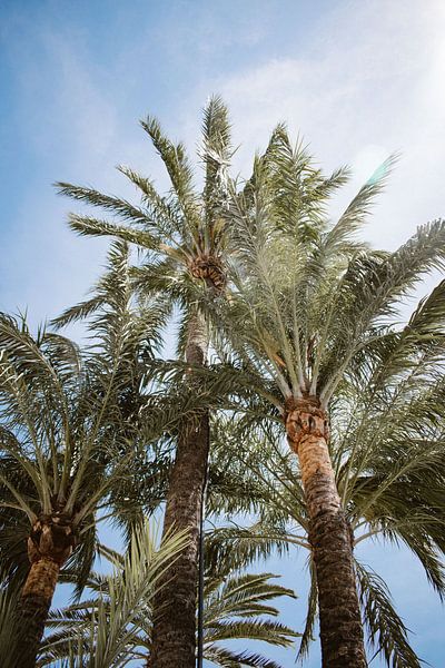 Palmbomen strand Spanje van Hannah Hoek