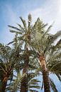 Palmbomen strand Spanje van Hannah Hoek thumbnail