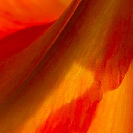 Red and Yellow by Marja Braaksma