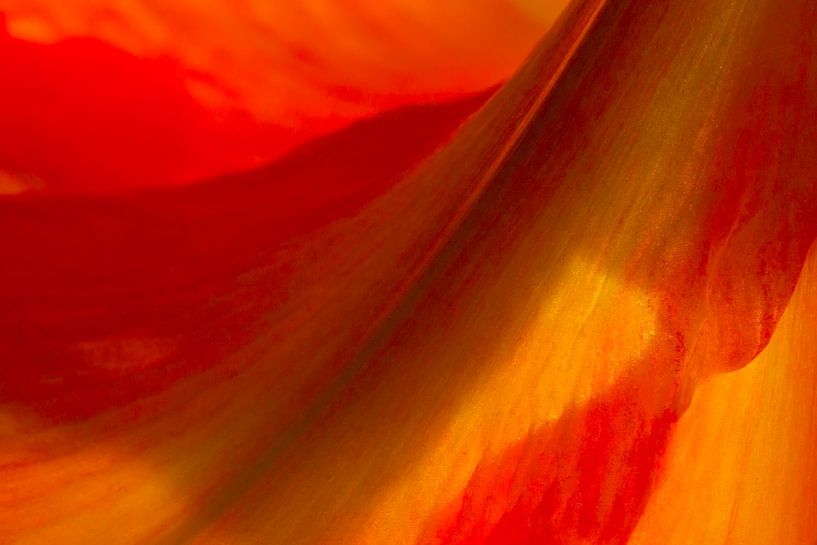 Red and Yellow by Marja Braaksma