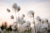 With the wind 2 by Ellis Peeters thumbnail